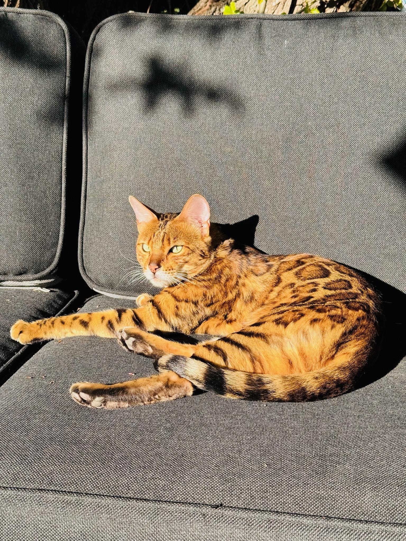 A Bengal cat on an outdoor sofa enjoying the evening sun