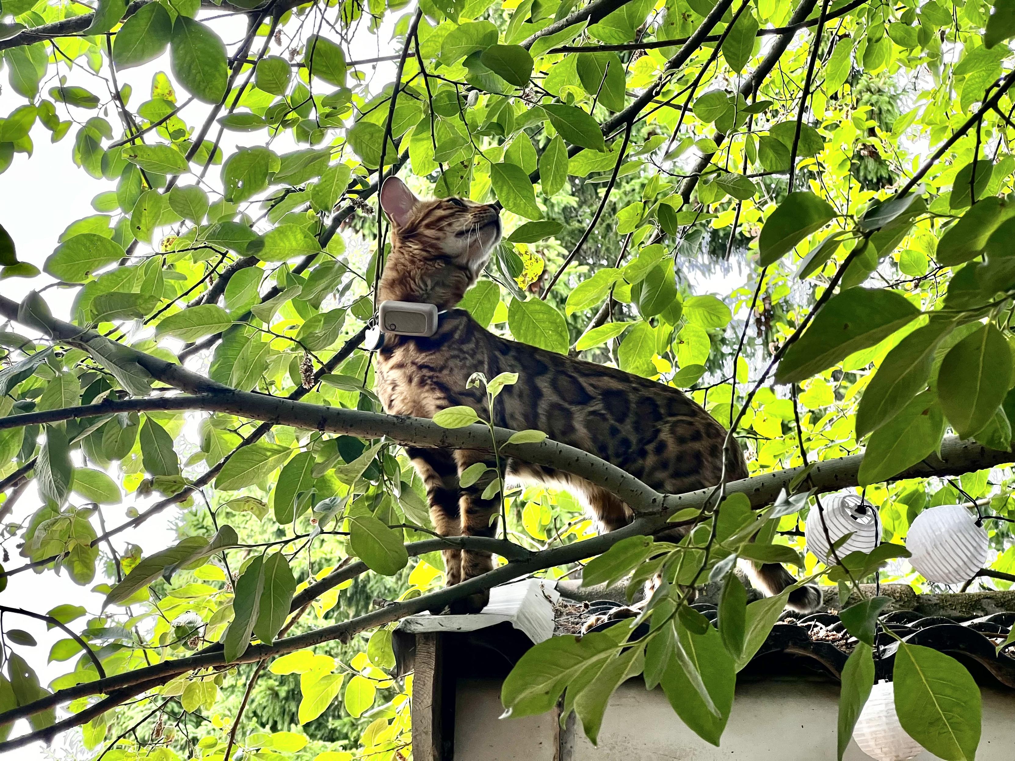 Cat on the roof - with lot of green leaves